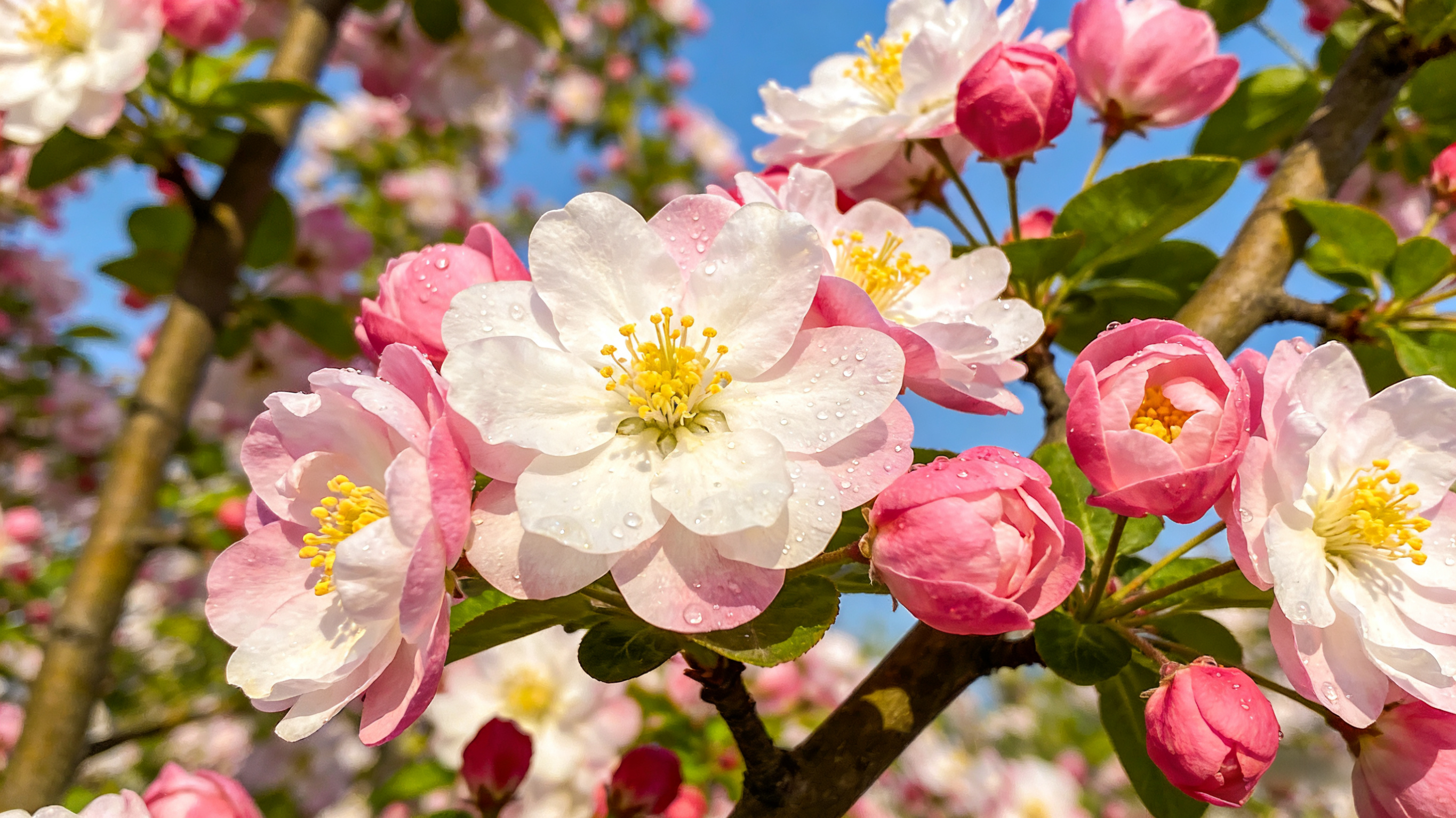 走！来嗡嗡乐园赴春日之约，邂逅一路繁花